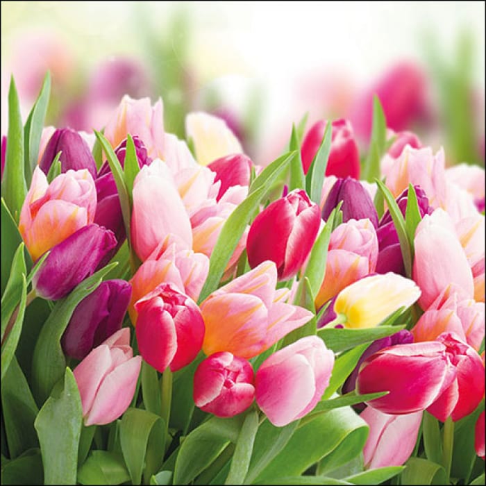 Ambiente - Paper Napkins / Servietten - Glorious Tulips - prachtvolle Tulpen 33 x 33cm